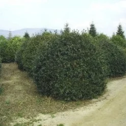 Camelia (Camellia Sasanqua) 15 Camelia (Camellia Sasanqua) -Natuur Kus Verkoopwinkel 057camelliasasanquabol 45 9