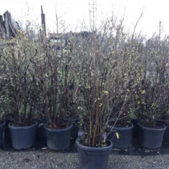 Winterzoet (Chimonanthus Praecox) 10 Winterzoet (Chimonanthus Praecox) -Natuur Kus Verkoopwinkel 10