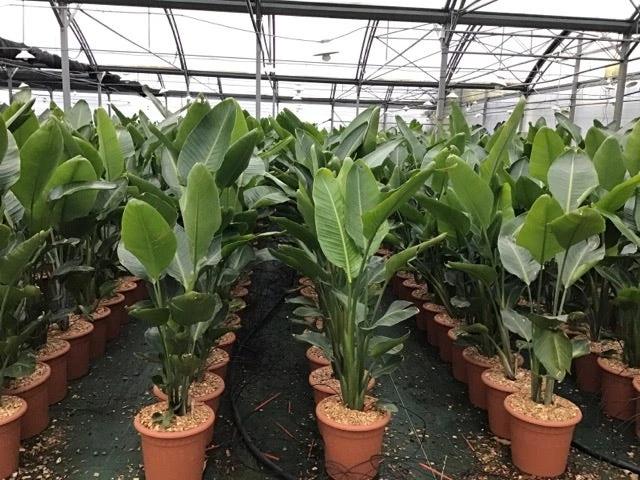 Paradijsvogelplant (Strelitzia Nicolai) 1 Paradijsvogelplant (Strelitzia Nicolai)