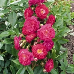 Miniklimroos (Rosa 'Perennial Blue') -Natuur Kus Verkoopwinkel 20060522131138 1 1