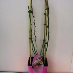 Miniklimroos (Rosa 'Perennial Blue')