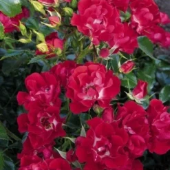 Miniklimroos (Rosa 'Rambling Rosie') -Natuur Kus Verkoopwinkel 20060522132020 1 1