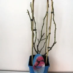 Klimroos (Rosa 'Grand Hotel')