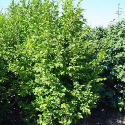 Camelia (Camellia Sasanqua) 14 Camelia (Camellia Sasanqua) -Natuur Kus Verkoopwinkel 20070711001711 18 9 9