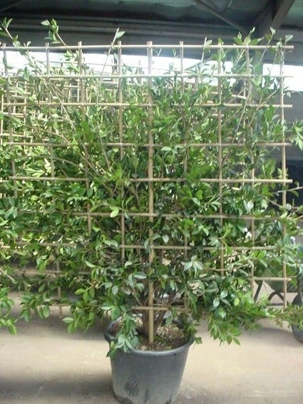 Camelia Als Leivorm (Camellia Japonica) 2 Camelia Als Leivorm (Camellia Japonica) - Afbeelding 2