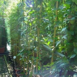 Bosrank, Groenblijvend (Clematis Armandii) -Natuur Kus Verkoopwinkel 20070814193958 5