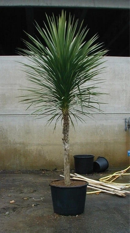 Cordyline (Cordyline Australis) 5 Cordyline (Cordyline Australis) - Afbeelding 5