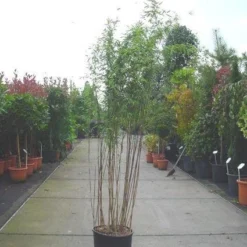 Natuur Kus Verkoopwinkel -Natuur Kus Verkoopwinkel 20070905144525 4