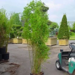 Niet Woekerende Bamboe (Fargesia 'Great Wall') -Natuur Kus Verkoopwinkel 20070905151255 7