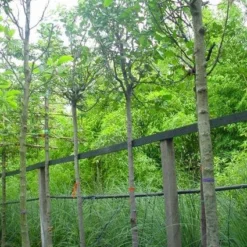 Kweepeer (Cydonia Oblonga) 9 Kweepeer (Cydonia Oblonga) -Natuur Kus Verkoopwinkel 20070907160839 5