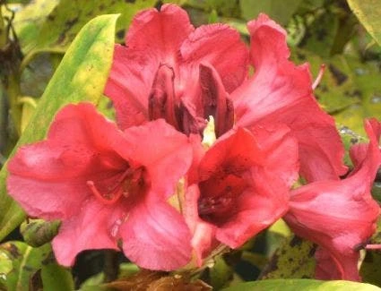 Rhododendron (Rhododendron 'Dopey') 1 Rhododendron (Rhododendron 'Dopey')