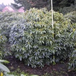 Rhododendron (Rhododendron Catawbiense 'Boursault') -Natuur Kus Verkoopwinkel 20071119223754 16