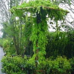 Blauwe Regen (Wisteria Sinensis) -Natuur Kus Verkoopwinkel 20071130090736 20
