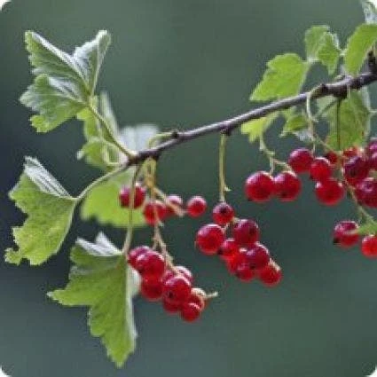 Rode Bes Op Stam (Ribes Rubrum 'Jonkheer Van Tets') 2 Rode Bes Op Stam (Ribes Rubrum 'Jonkheer Van Tets') - Afbeelding 2