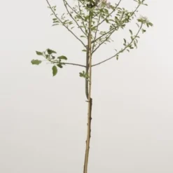 Appelboom (Malus Domestica 'Cox's Orange') 5 Appelboom (Malus Domestica 'Cox's Orange') -Natuur Kus Verkoopwinkel 20080312144237 2