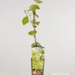 Sierdruif (Vitis Coignetiae)