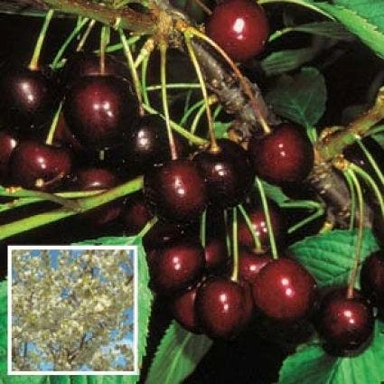 Kersenboom (Prunus Avium 'Stella') 1 Kersenboom (Prunus Avium 'Stella')