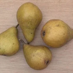 Perenboom (Pyrus Communis 'Gieser Wildeman') 8 Perenboom (Pyrus Communis 'Gieser Wildeman') -Natuur Kus Verkoopwinkel 20080417131017 6