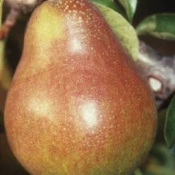 Perenboom (Pyrus Communis 'Doyenne Du Comice') -Natuur Kus Verkoopwinkel 20080417132436 6