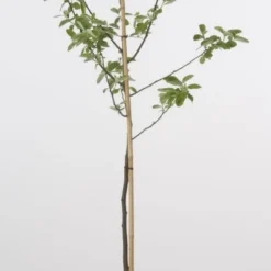 Kweepeer (Cydonia Oblonga) 8 Kweepeer (Cydonia Oblonga) -Natuur Kus Verkoopwinkel 20080417145544 2