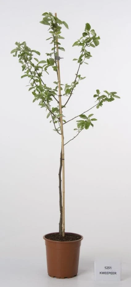 Kweepeer (Cydonia Oblonga) 3 Kweepeer (Cydonia Oblonga) - Afbeelding 3