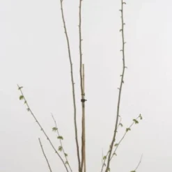 Hazelaar/Hazelnoot (Corylus Avellana 'Webb's Prize Cob') -Natuur Kus Verkoopwinkel 20080417160452 1