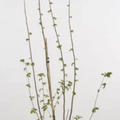 Hazelaar/Hazelnoot (Corylus Avellana 'Webb's Prize Cob') -Natuur Kus Verkoopwinkel 20080417161730 1