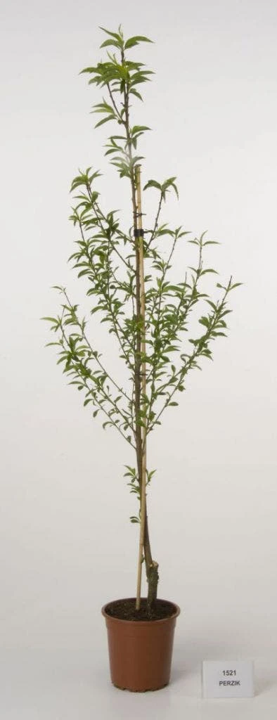 Perzikboom (Prunus Persica) 1 Perzikboom (Prunus Persica)