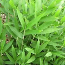 Natuur Kus Verkoopwinkel 5 Bamboe (Pleioblastus Pygmaeus)