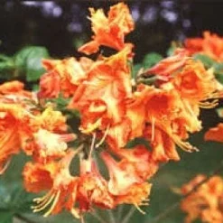 Azalea, Oranje (Rhododendron 'Addy Wery')