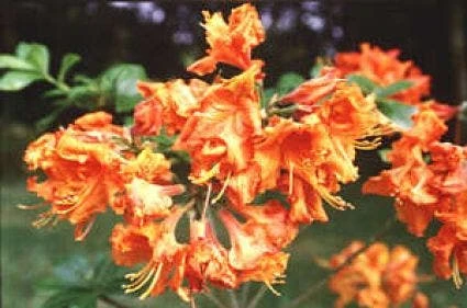 Azalea, Oranje (Rhododendron 'Addy Wery') 1 Azalea, Oranje (Rhododendron 'Addy Wery')