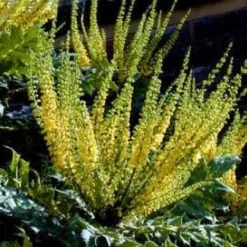Mahoniestruik (Mahonia Media 'Charity') -Natuur Kus Verkoopwinkel 20080709102617 3