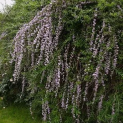 Vlinderstruik (Buddleja Alternifolia) -Natuur Kus Verkoopwinkel 20080709110929 2