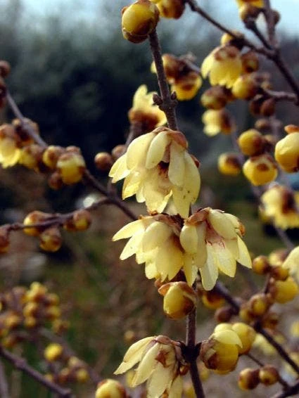 Winterzoet (Chimonanthus Praecox) 2 Winterzoet (Chimonanthus Praecox) - Afbeelding 2