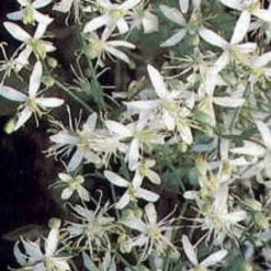 Bosrank (Clematis Terniflora)