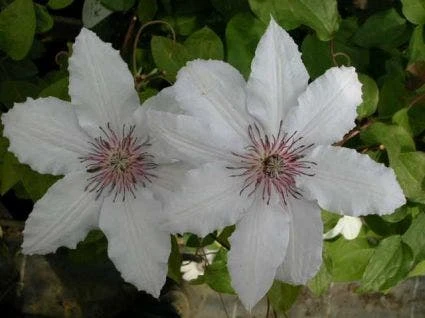 Bosrank (Clematis 'Snow Queen') 3 Bosrank (Clematis 'Snow Queen') - Afbeelding 3