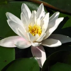 Waterlelie (Nymphaea 'Alba')