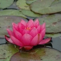 Waterlelie (Nymphaea 'James Brydon')