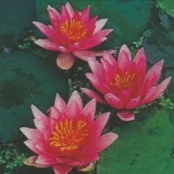 Waterlelie (Nymphaea 'Laydekeri Lilacea')