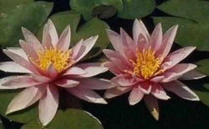 Waterlelie (Nymphaea 'Madame Wilfron Gonnere') 1 Waterlelie (Nymphaea 'Madame Wilfron Gonnere')