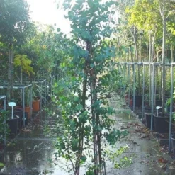 Winterharde Gomboom (Eucalyptus Gunnii) -Natuur Kus Verkoopwinkel 20090522152550 5