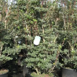 Pronkklokje (Enkianthus Campanulatus) -Natuur Kus Verkoopwinkel 20091126124737 6 2