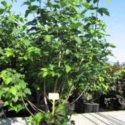 Sneeuwbal (Viburnum Opulus 'Roseum') -Natuur Kus Verkoopwinkel 20091126125302 9