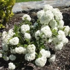 Sneeuwbal (Viburnum 'Eskimo')