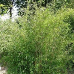 Niet Woekerende Bamboe (Fargesia 'Great Wall') -Natuur Kus Verkoopwinkel 20100106102329 4