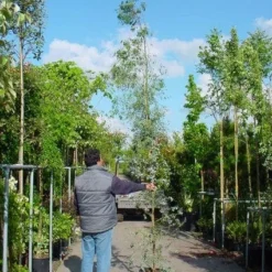 Winterharde Gomboom (Eucalyptus Gunnii) -Natuur Kus Verkoopwinkel 20100217171043 5