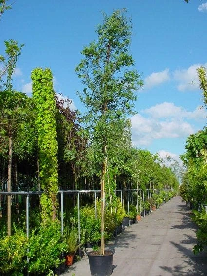 Eucalyptus Als Boom (Eucalyptus Gunnii) 2 Eucalyptus Als Boom (Eucalyptus Gunnii) - Afbeelding 2