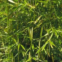 Niet Woekerende Bamboe (Fargesia Robusta) -Natuur Kus Verkoopwinkel 20100223184938 5 1