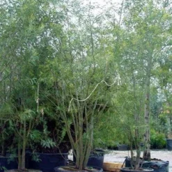 Mimosa (Acacia Dealbata) -Natuur Kus Verkoopwinkel 20100906111139 7