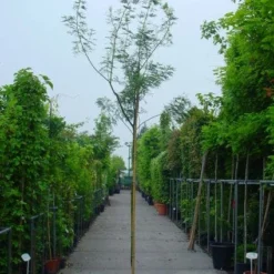 Mimosa Als Boom (Acacia Dealbata) -Natuur Kus Verkoopwinkel 20100906111726 7 1